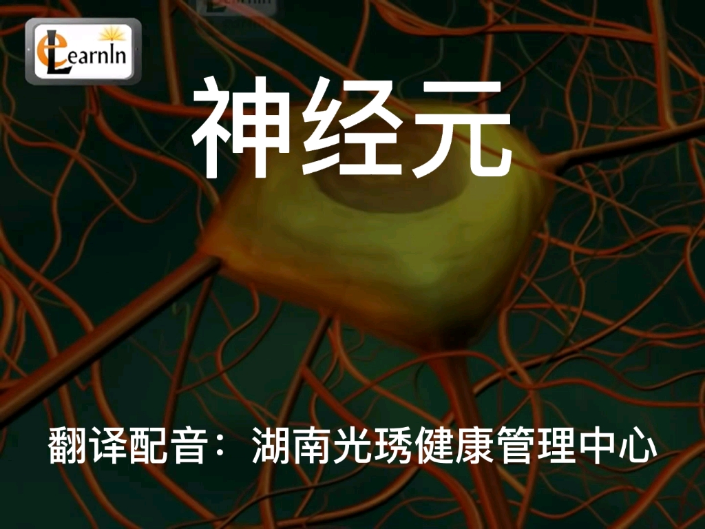 神经元（神经细胞）