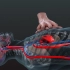 【3D动画】心肺复苏（CPR）操作