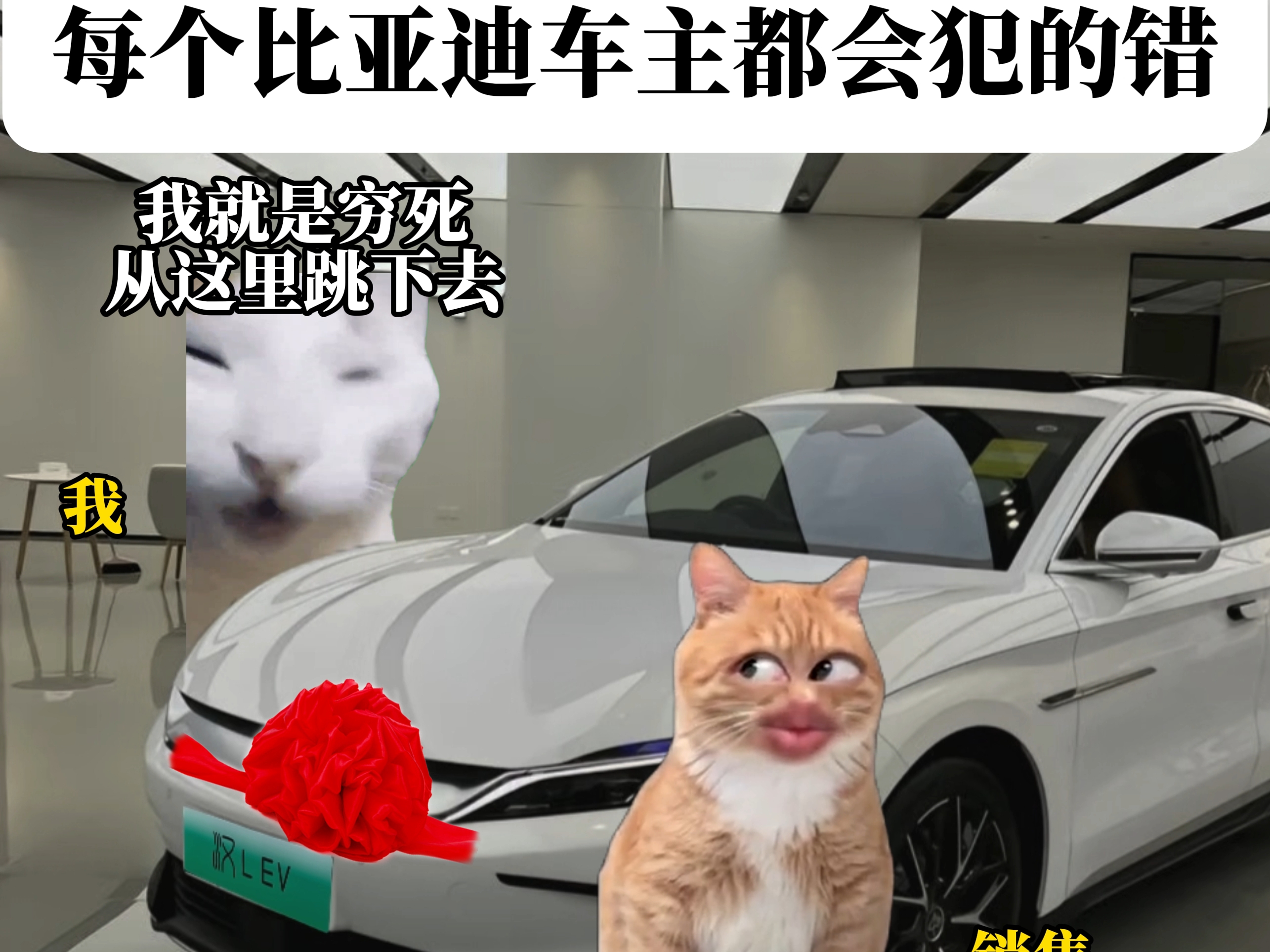 每个比亚迪车主都会犯的错  #猫meme