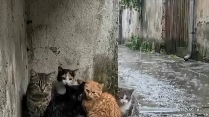 谁能拒绝得了这么可爱的小猫呢 ，它是派往人间的精灵，这个世界不能没有爱，互爱共生，宇宙定律互爱共存，万物有灵！