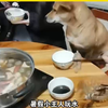 一只中华田园犬坐上桌吃饭 家人还轮流给它碗里夹肉