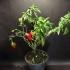 118天甜椒从种子刀果实延时 Growing Sweet Bell Pepper Plant From Seed To 