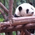 为什么这么长......大熊猫和花的舌头好长啊！