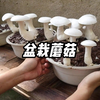 如何在家盆栽蘑菇，简单几步教会你
