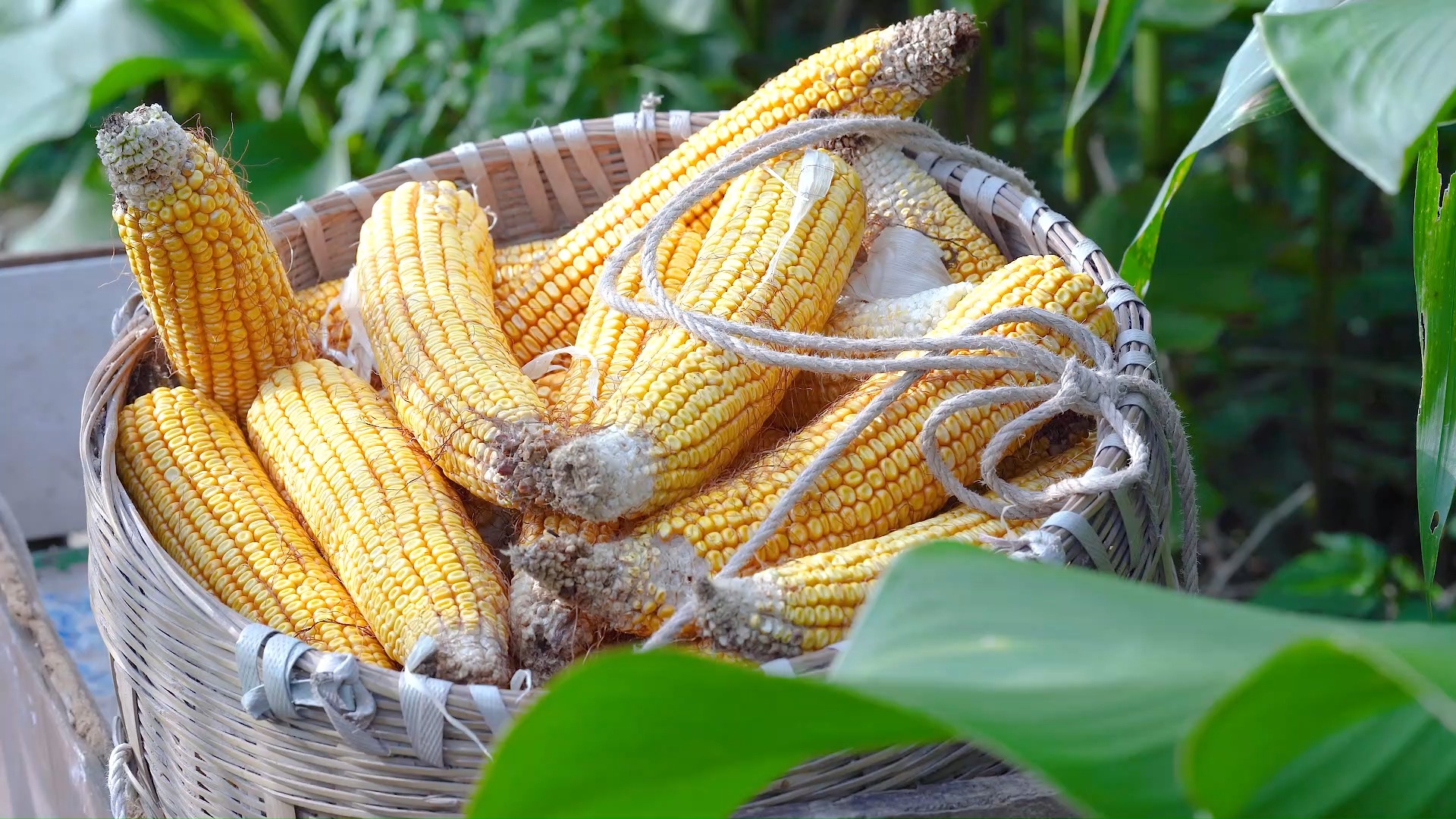 【空镜素材】甜玉米与糯玉米