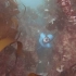 3 分钟潜水探索梦幻「海底森林」