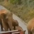 云南大象过马路，小象不慎跌倒，象妈妈紧急救援