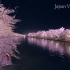 [8K]HIROSAKI 日本一の春の絶景 弘前公園の美しい桜