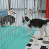 探索房间的小猫宝宝突然遇见到大猫，毛都吓炸了