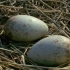 保护湿地珍惜物种之丹顶鹤宣传片