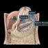 腹膜（组成、大小网膜、肠系膜、腹腔）