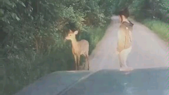 神回复：灯一照 鹿就傻了 搞笑视频[一阶段]的第1张示图