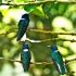 高清拍摄森林中漂亮的鸟，聆听鸟鸣，感受大自然的声音