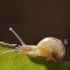 a893 超酷绿色叶子树叶上蜗牛爬行特写实拍视频大自然生态环境昆虫视频素材