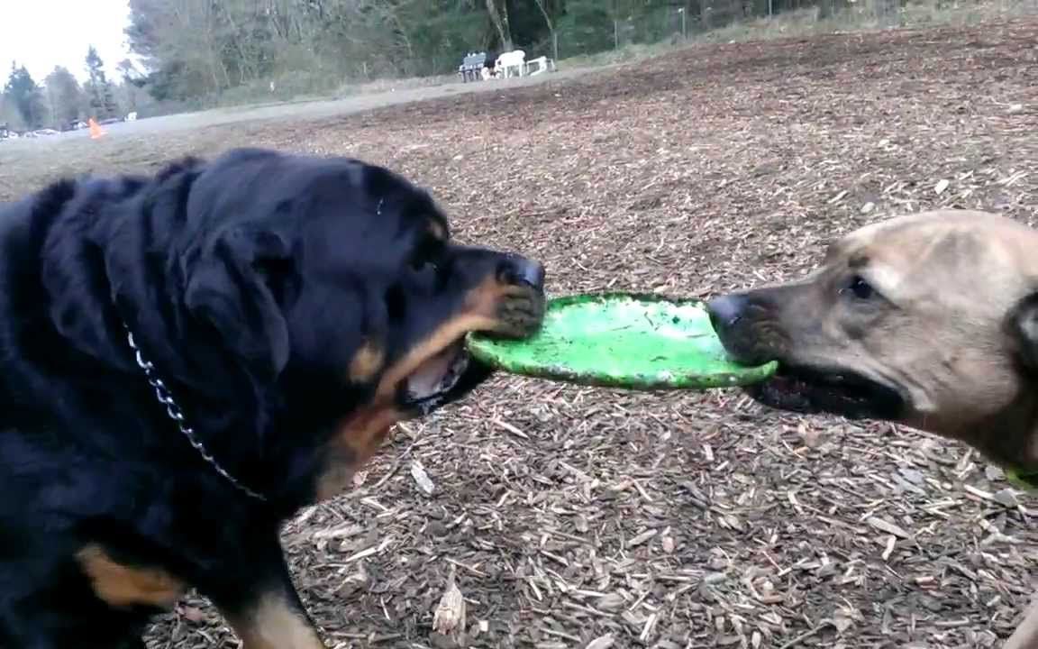 比特犬与罗威纳犬拔河