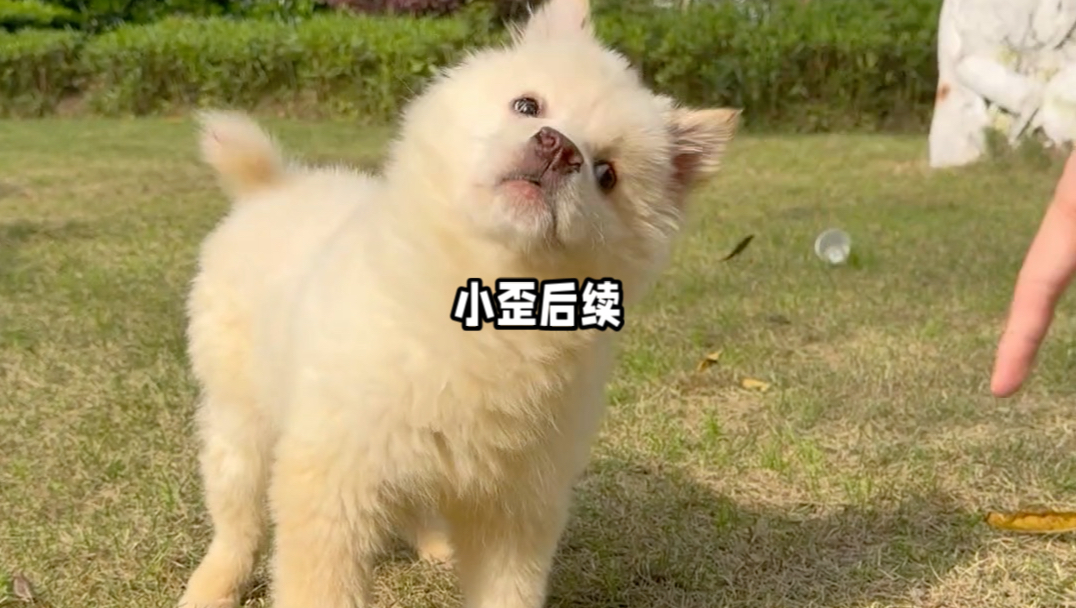 它可以歪脖子，可以没有牙！甚至可以傻，但是为什么偏偏让它“看不见”