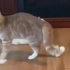 猫：这啥破地板？？