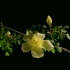 黄玫瑰（延时摄影4K）
