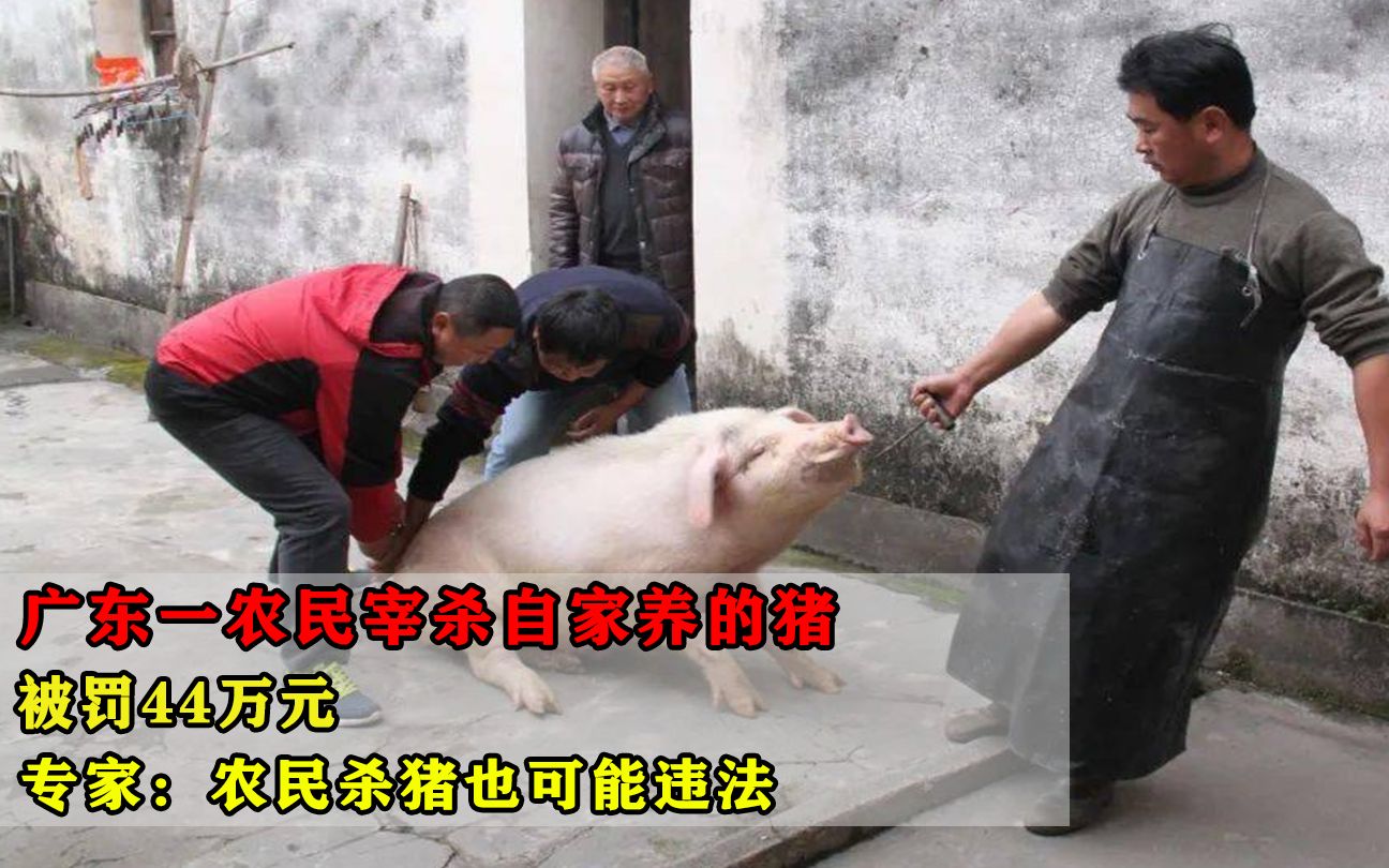 广东一农民宰杀自家养的猪，被罚44万元，专家：农民杀猪也违法！