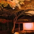 ４K  Autumn leaves in Kyoto Light Up 京都 清水寺 红叶