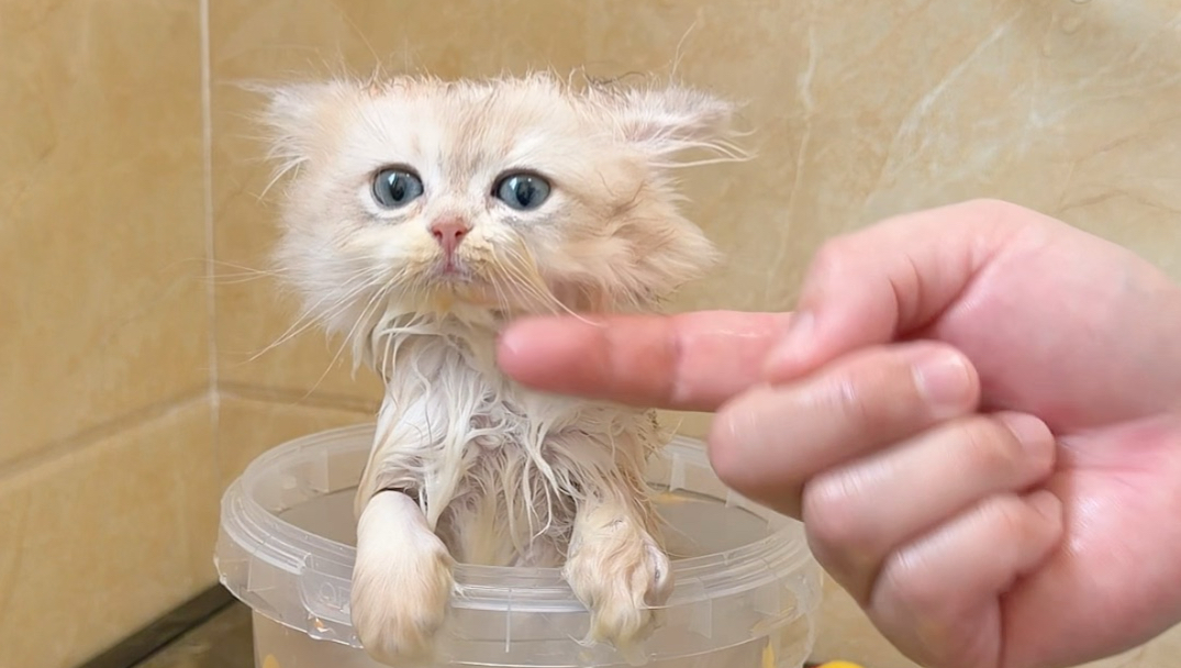 小奶猫洗澡也太乖了吧！