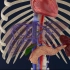 【人体解剖】：肝的分叶与分段“肝左叶、肝右叶、方叶和尾状叶”