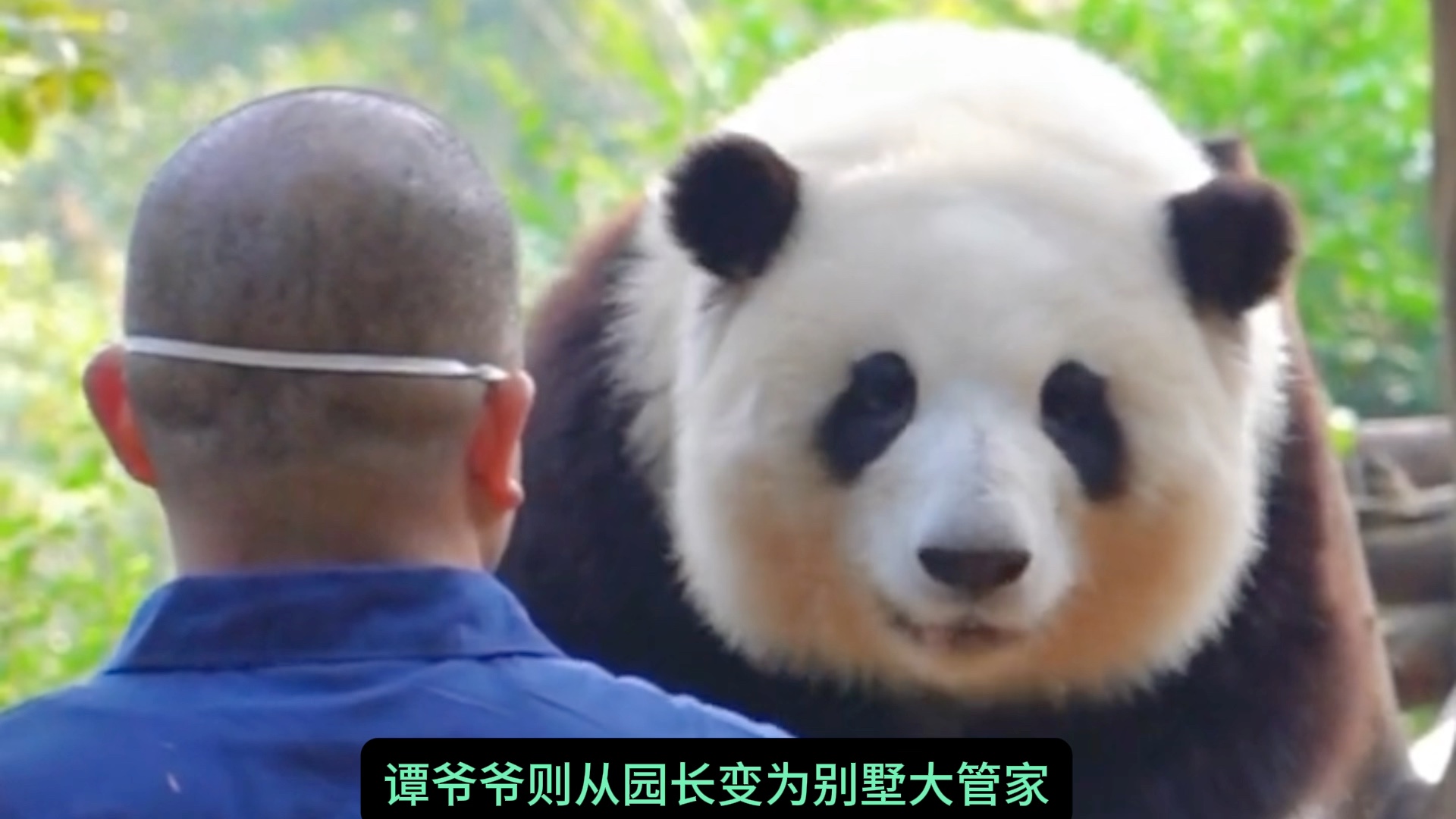 萌兰：我要把北动干上市！花花：我终于把幼儿园干倒闭了！#大熊猫和花和叶 #大熊猫萌兰