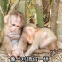两只小猴子相依相偎靠在一起，像一对小情侣
