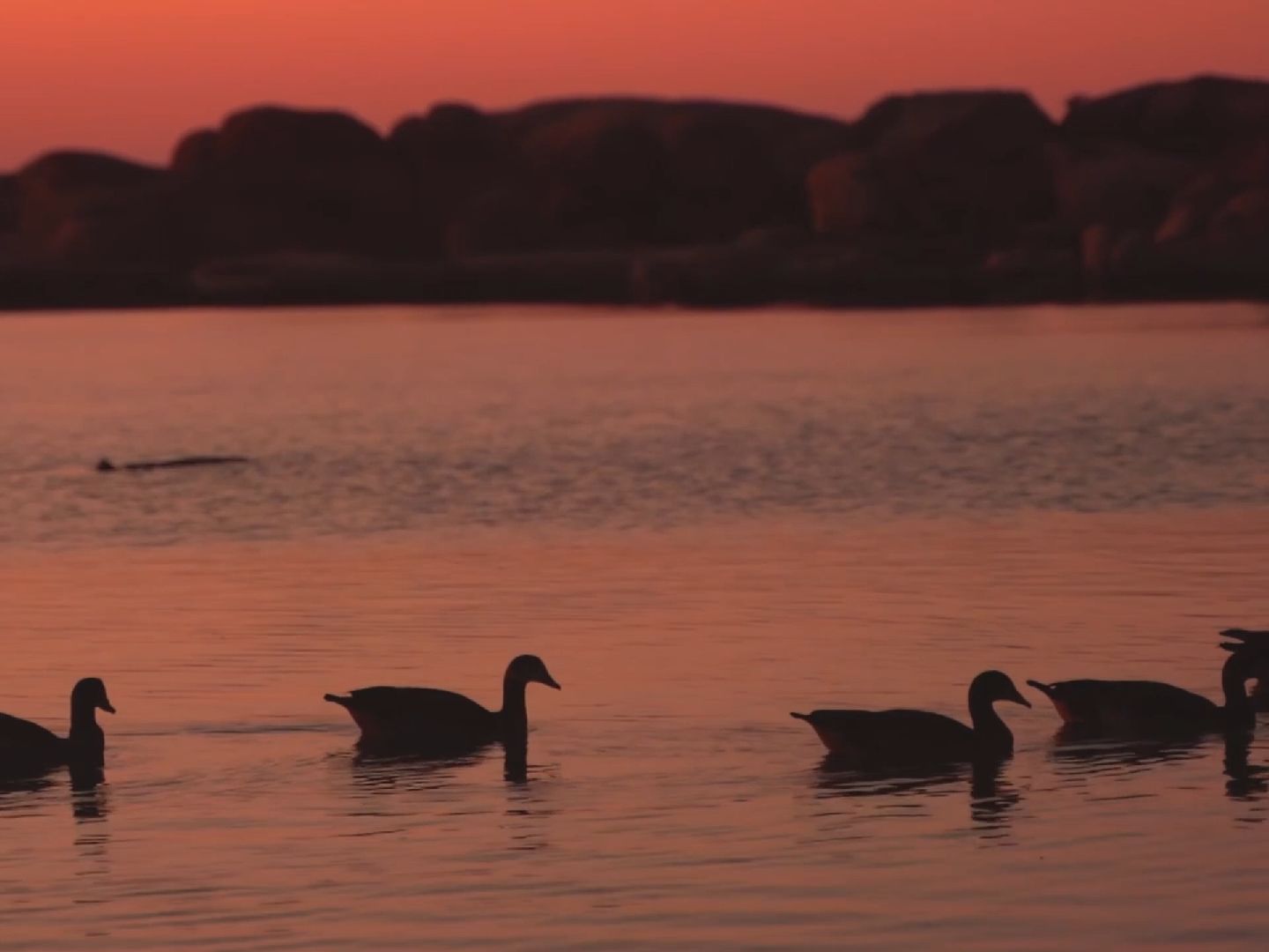 【无版权空镜素材】优雅天鹅，可爱小鸭子素材，可商用