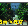 1080P 七彩热带鱼观赏