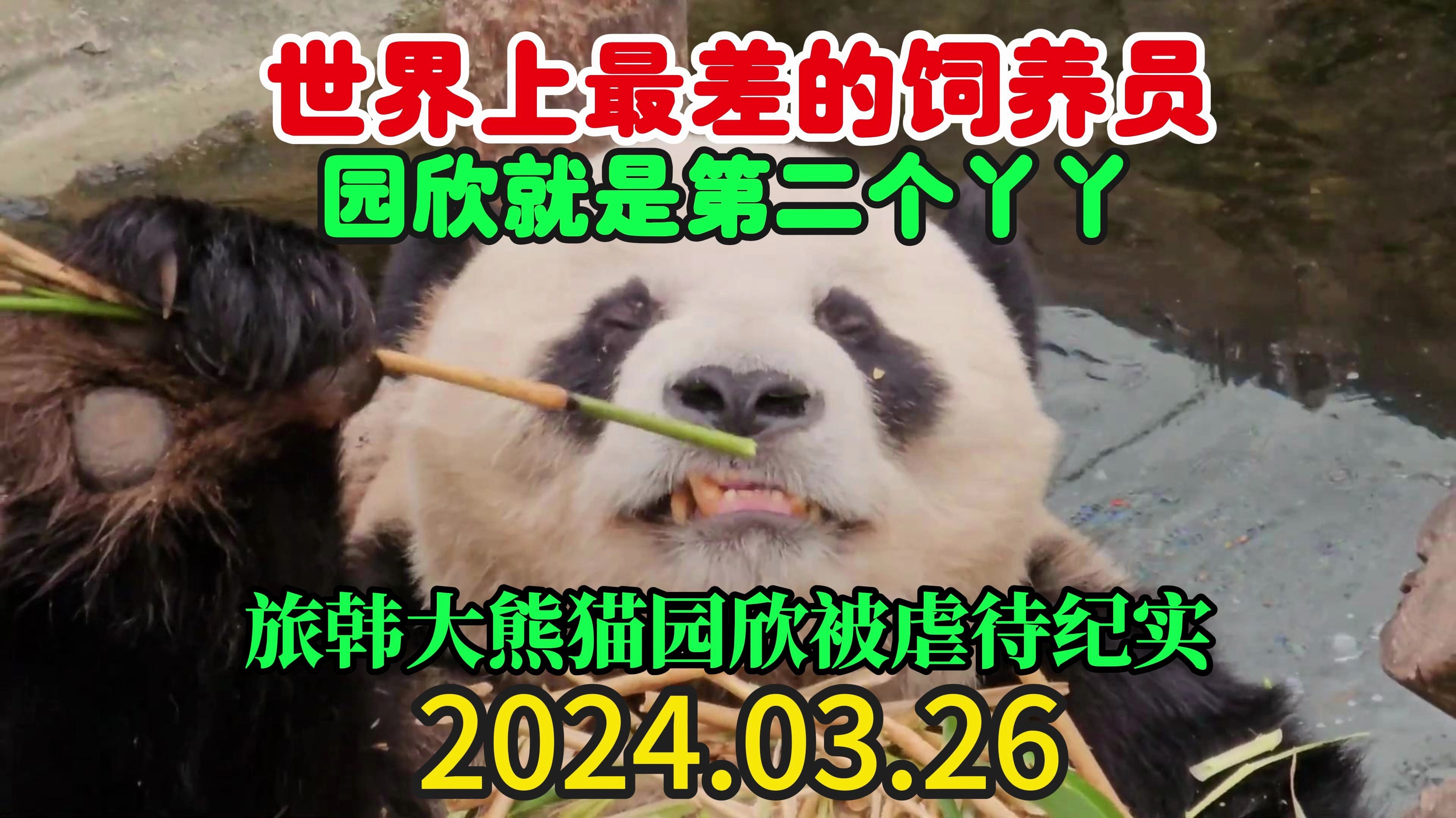 旅韩大熊猫园欣被虐待纪实 世界上最差的饲养员 园欣就是第二个丫丫 2024.03.26