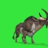 绿幕抠像战斗的水牛视频素材