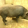 野猪养殖技术  野猪养殖视频教程