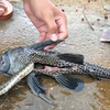 越南姐弟俩从鱼的肚子里挖出了一条比鱼还大的蛇，然后烤着吃