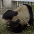 【熊猫总动员】熊猫交配讲究两情相悦，硬来不行
