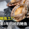 探访鲍鱼养殖场：鲍鱼养殖要3年，吃的都是天然硅藻