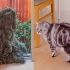 【SuriNoel】猫咪 vs 穿吉利服的男人