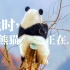 关于大熊猫，你知道与不知道的一切
