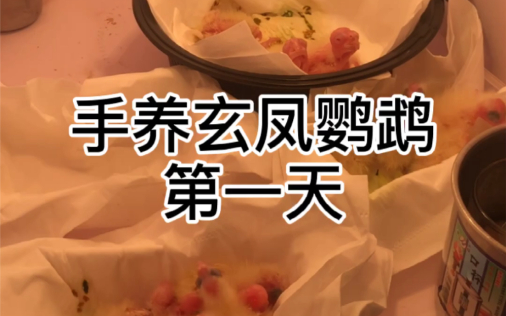 零天手养玄凤鹦鹉每天更新小家伙的成长第一天