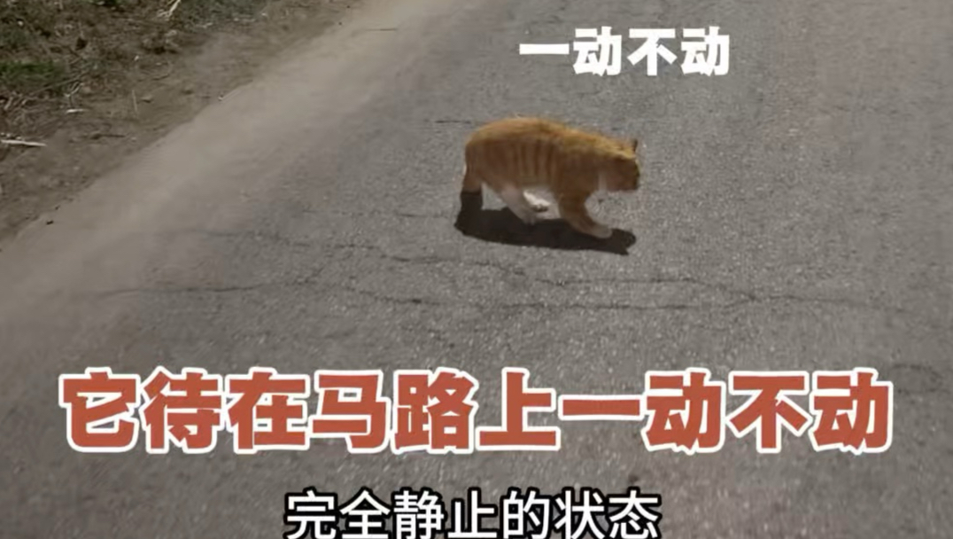 马路上碰到了一只蒙圈的橘猫，它到底经历了什么