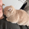 《超黏人的小猫咪