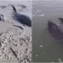 6只海豚搁浅在泥坑中打滚 被渔民放生时围船转圈不愿离去