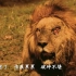 【狮子纪录片】最 后 的 狮 子