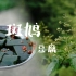 【斑鸠豆腐】从叶子到美食