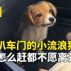 扒着车门不放的流浪小狗，怎么驱赶也不愿离开，原来它是在求助