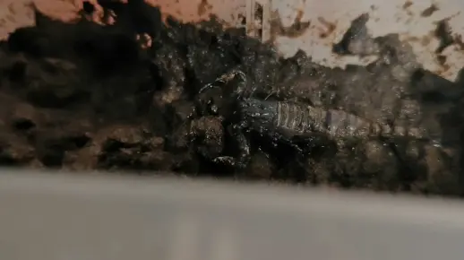 视频有些拍的不清，这下应该就看清了。