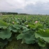 杭州西湖荷花拍摄基地vlog（1）