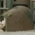 猫咪的搞笑沙雕行为剪辑