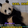 爱宝的母性好强，特别爱福宝～不论是小时候还是长大的福宝，只要听见（乐宝）声音就会赶紧护住女儿生怕有危险，爱福母女天下第一好