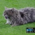 猫咪出现在了球场上！